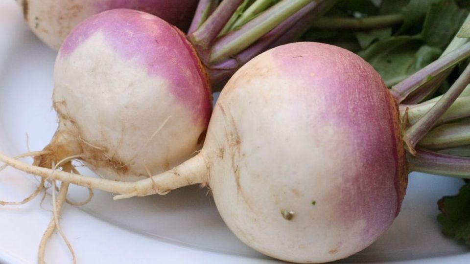 ۵ خاصیت و فایده خوردن شلغم برای سلامتی ۵ خاصیت و فایده خوردن شلغم برای سلامتی