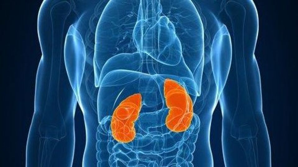 موادی که به پاکسازی کلیهها کمک میکنند موادی که به پاکسازی کلیهها کمک میکنند