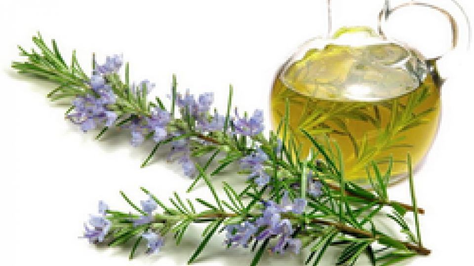 خواص شگفتانگیز گیاه «رزماری» که نمیدانستید خواص شگفتانگیز گیاه «رزماری» که نمیدانستید