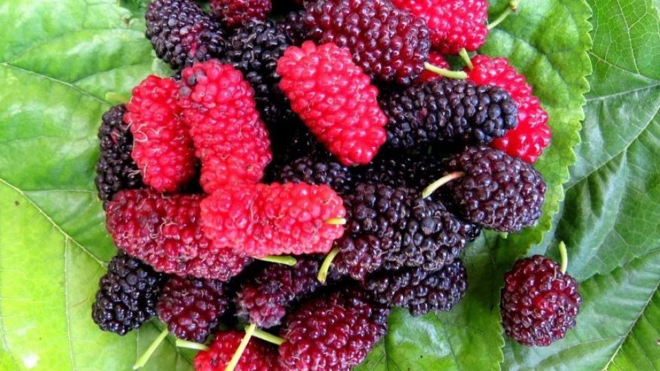 خواص ضد سرطانی میوه توت خواص ضد سرطانی میوه توت