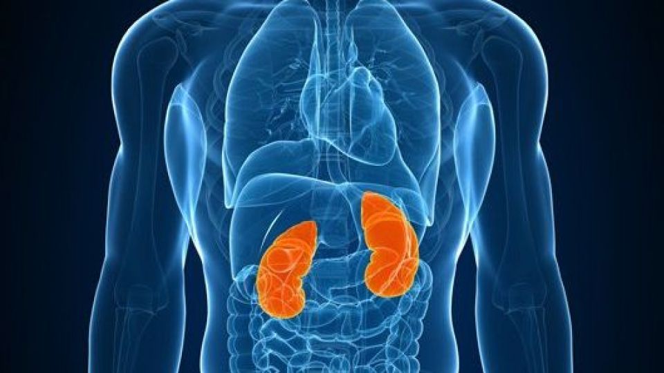 خوراکی های ضامن سلامت کلیه خوراکی های ضامن سلامت کلیه