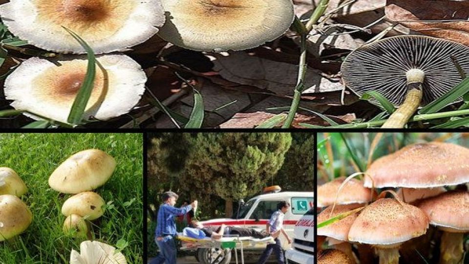 توصیه اورژانس؛ مردم قارچ فله ای و غیر پرورشی نخورند/۹ فوتی در ۳ استان توصیه اورژانس؛ مردم قارچ فله ای و غیر پرورشی نخورند/۹ فوتی در ۳ استان