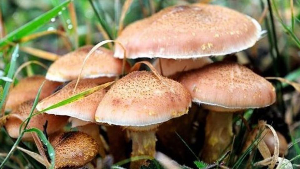 ناگفتههای دو تن از مسموم شدگان با قارچهای سمی/ هر سال از همین قارچها میخوردیم! ناگفتههای دو تن از مسموم شدگان با قارچهای سمی/ هر سال از همین قارچها میخوردیم!