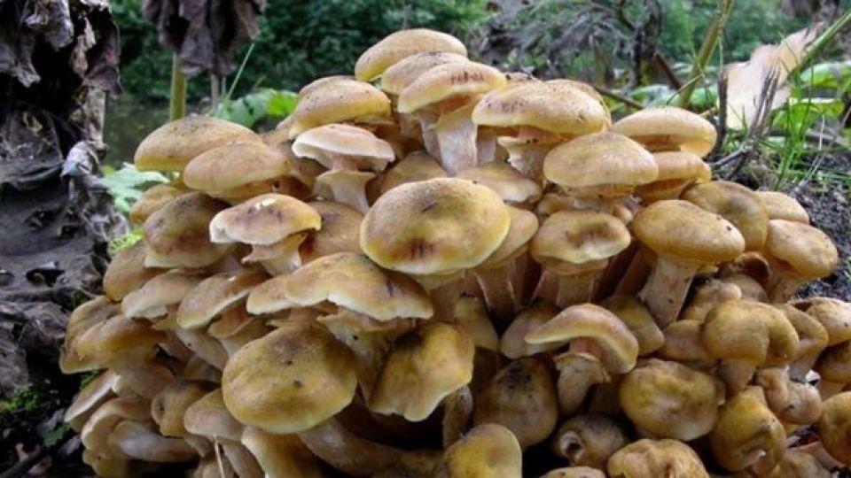 مرگ تلخ در پرونده قارچ های سمی کشور/آمار تلفات قارچ های سمی همچنان رو به افزایش است مرگ تلخ در پرونده قارچ های سمی کشور/آمار تلفات قارچ های سمی همچنان رو به افزایش است