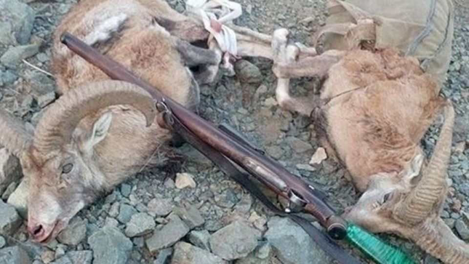 پژمانفر: اعطای مجوز شکار به دو آمریکایی قابل قبول نیست پژمانفر: اعطای مجوز شکار به دو آمریکایی قابل قبول نیست