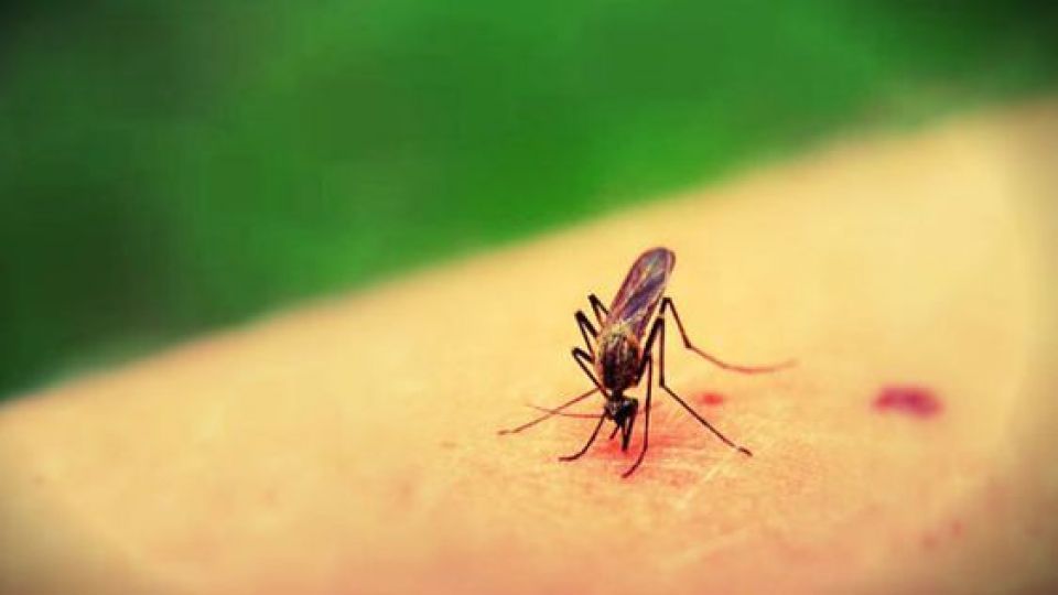 رهایی از شر حشرات در تابستان + درمان جای نیش رهایی از شر حشرات در تابستان + درمان جای نیش