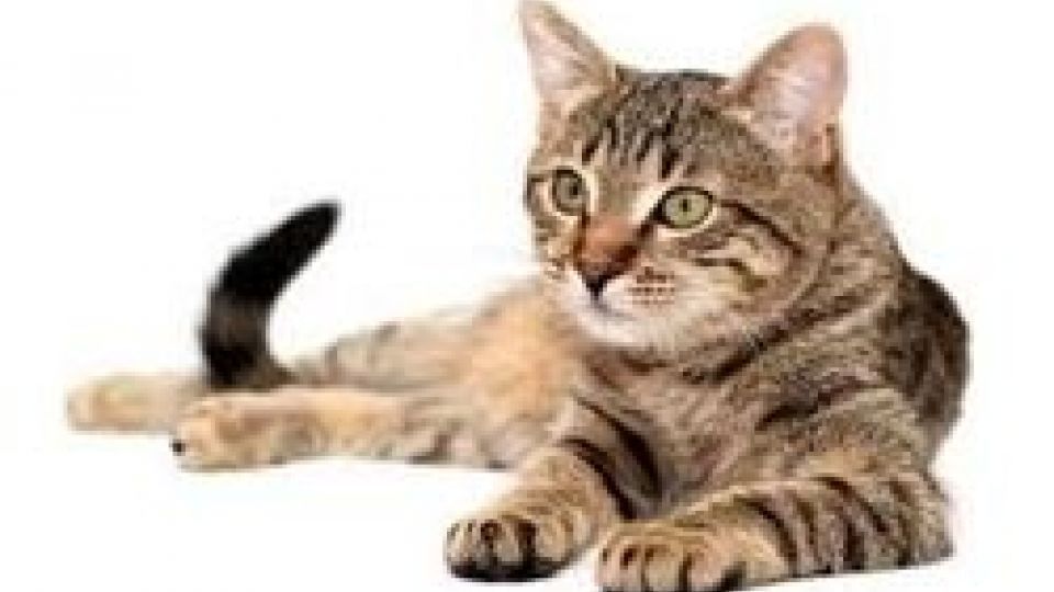 ثبت سفارش بهمنظور واردات «خاک برای خواب گربه» ثبت سفارش بهمنظور واردات «خاک برای خواب گربه»