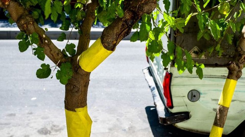 چرا هنوز خبری از سفیدبالکها نیست؟ چرا هنوز خبری از سفیدبالکها نیست؟