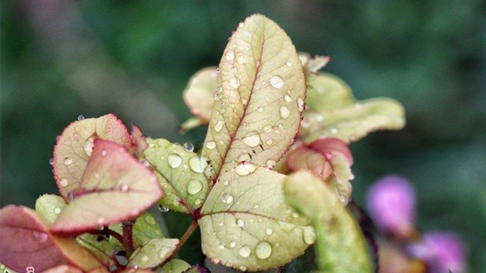 بارندگی در مناطق وسیعی از کشور/گرد و خاک در خوزستان بارندگی در مناطق وسیعی از کشور/گرد و خاک در خوزستان