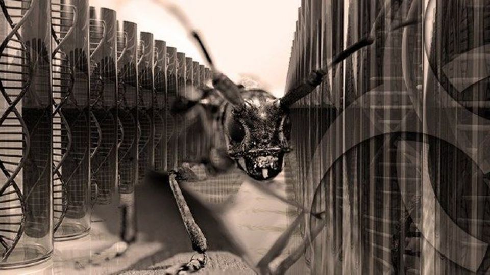 چرا پنتاگون به دنبال استفاده از حشرات به عنوان سلاح است؟ چرا پنتاگون به دنبال استفاده از حشرات به عنوان سلاح است؟