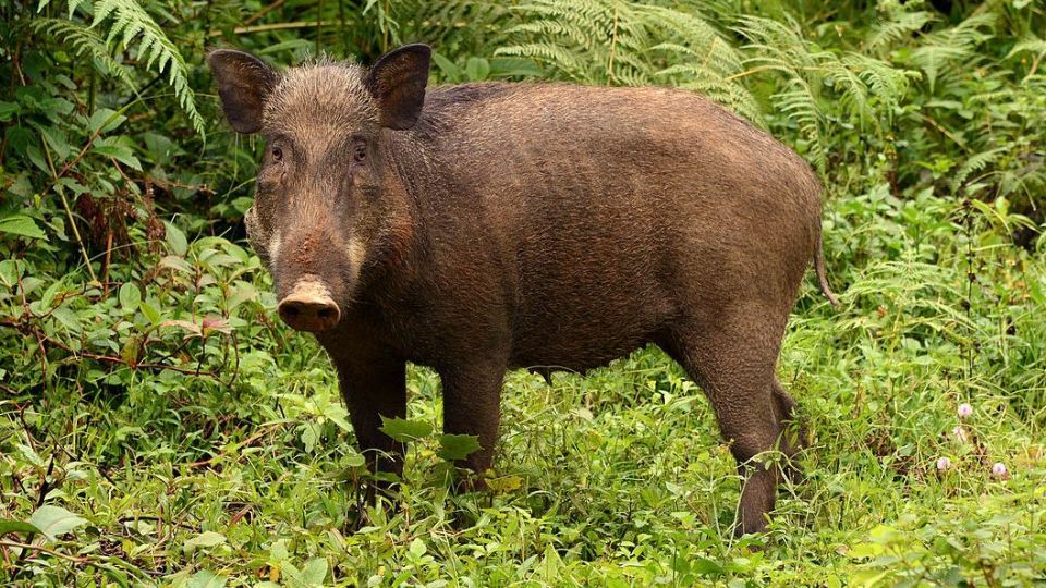 کشتار دسته جمعی گرازها با سیم برق لخت کشتار دسته جمعی گرازها با سیم برق لخت