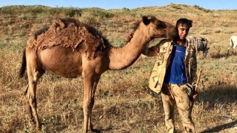 ساربان کوچک «سملقان» ساربان کوچک «سملقان»