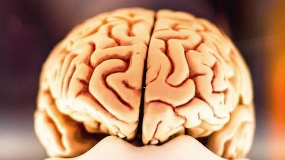 چاقی «مغز» را فرسوده میکند چاقی «مغز» را فرسوده میکند