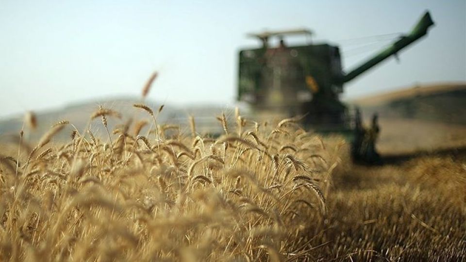 خرید تضمینی 78 هزار تن گندم تا صبح امروز