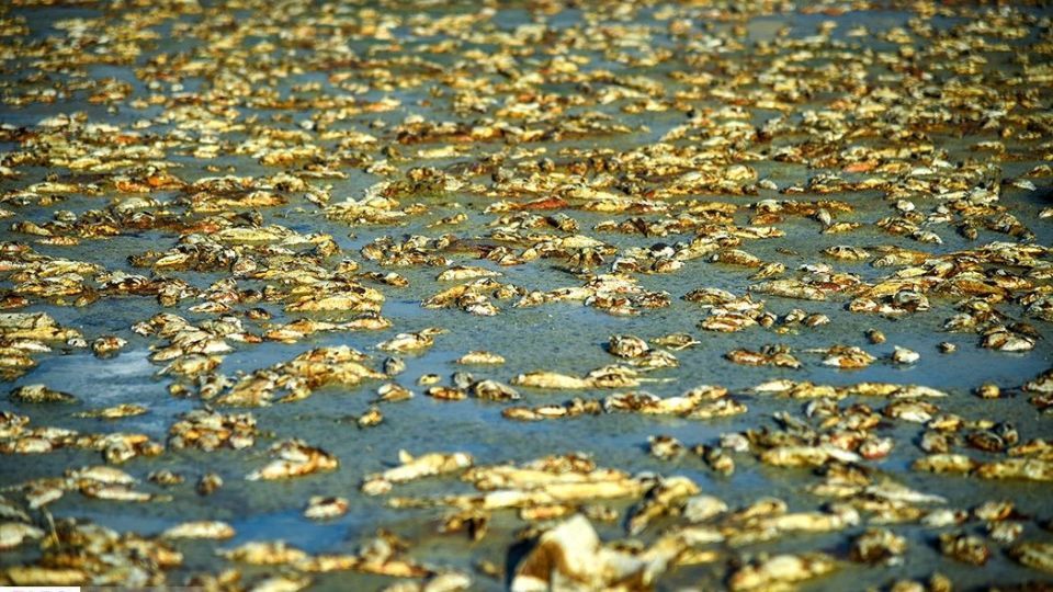 مرگ هزاران ماهی در سد سهرین زنجان مرگ هزاران ماهی در سد سهرین زنجان