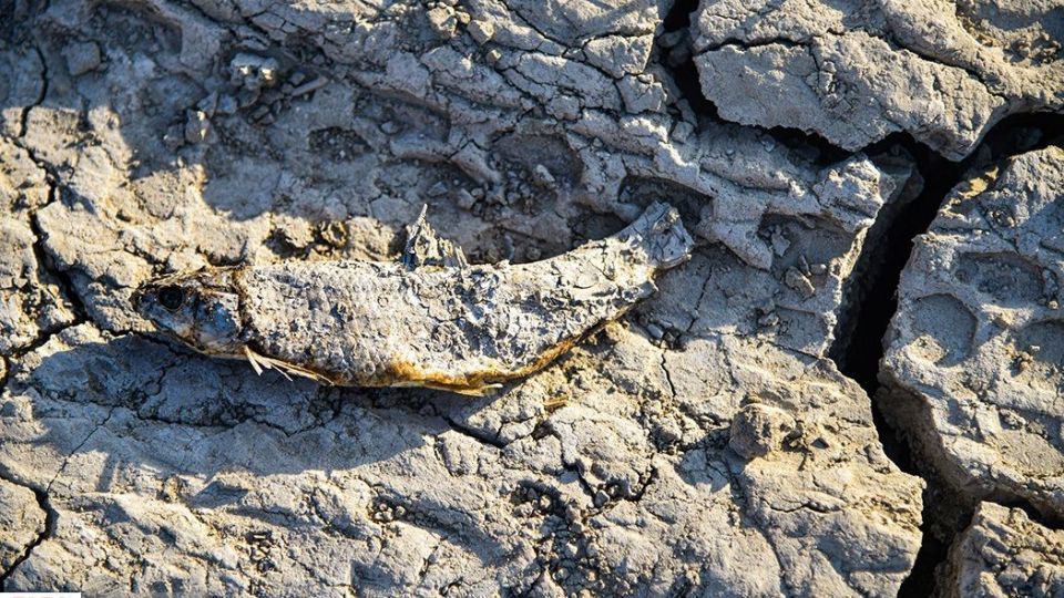 مرگ هزاران ماهی در سد سهرین زنجان مرگ هزاران ماهی در سد سهرین زنجان