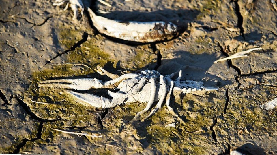 مرگ هزاران ماهی در سد سهرین زنجان مرگ هزاران ماهی در سد سهرین زنجان