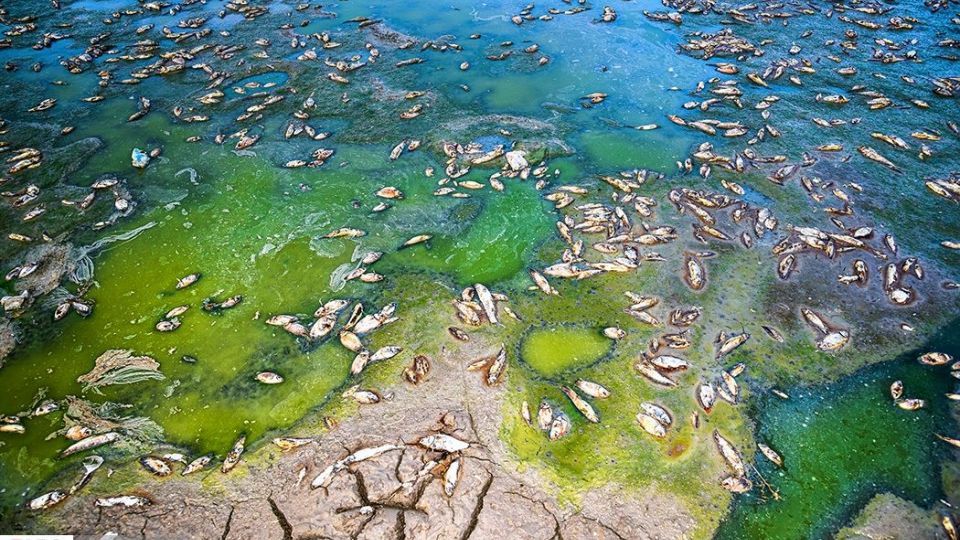 مرگ هزاران ماهی در سد سهرین زنجان مرگ هزاران ماهی در سد سهرین زنجان