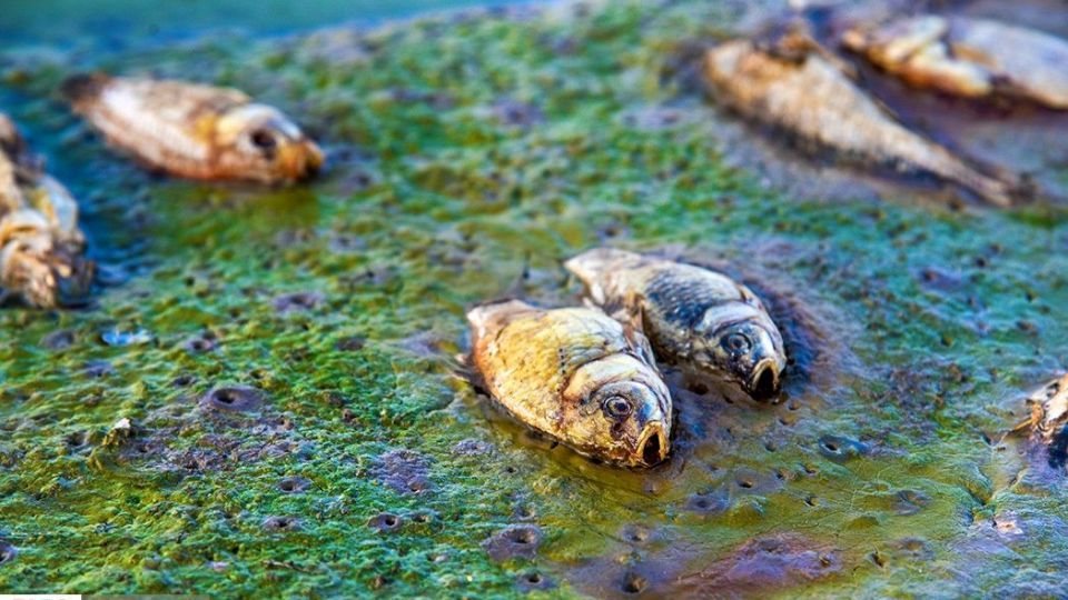 مرگ هزاران ماهی در سد سهرین زنجان مرگ هزاران ماهی در سد سهرین زنجان