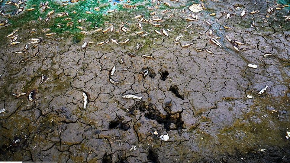 مرگ هزاران ماهی در سد سهرین زنجان مرگ هزاران ماهی در سد سهرین زنجان