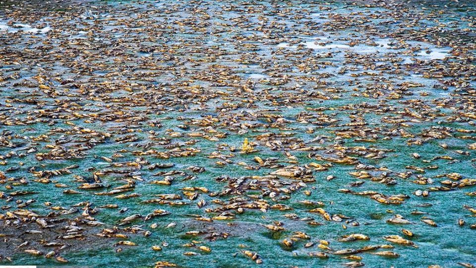 مرگ هزاران ماهی در سد سهرین زنجان مرگ هزاران ماهی در سد سهرین زنجان