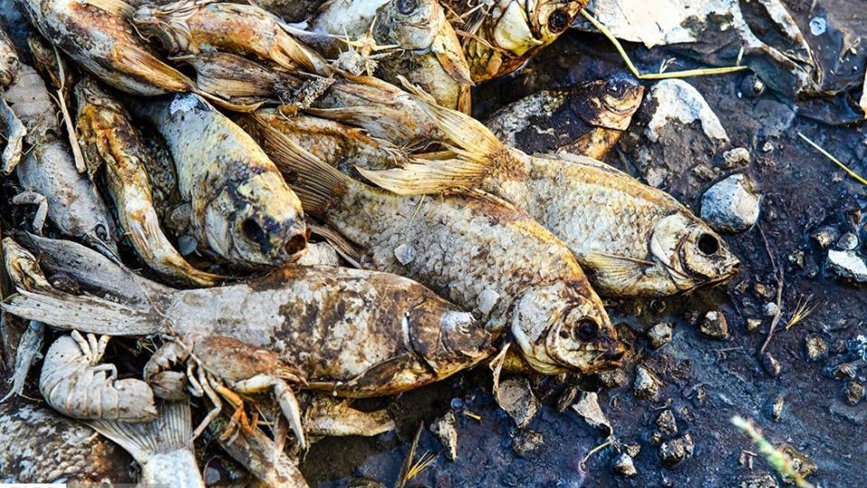 مرگ هزاران ماهی در سد سهرین زنجان مرگ هزاران ماهی در سد سهرین زنجان