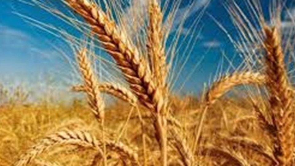 غنیسازی بذر گندم و جو با جلبکهای دریایی غنیسازی بذر گندم و جو با جلبکهای دریایی