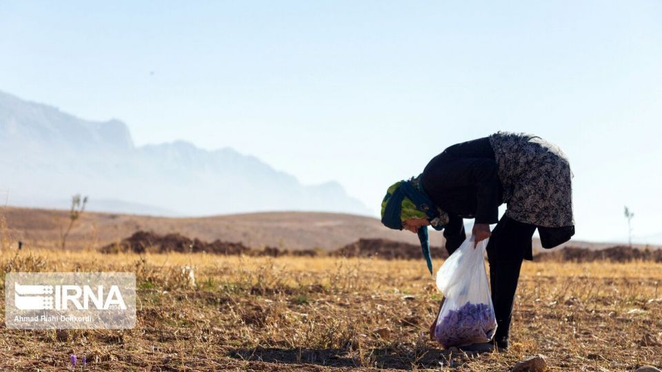 برداشت «طلای سرخ» از مزارع چهارمحال و بختیاری برداشت «طلای سرخ» از مزارع چهارمحال و بختیاری
