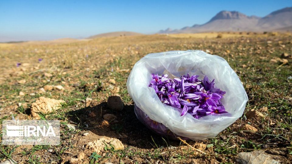 برداشت «طلای سرخ» از مزارع چهارمحال و بختیاری برداشت «طلای سرخ» از مزارع چهارمحال و بختیاری