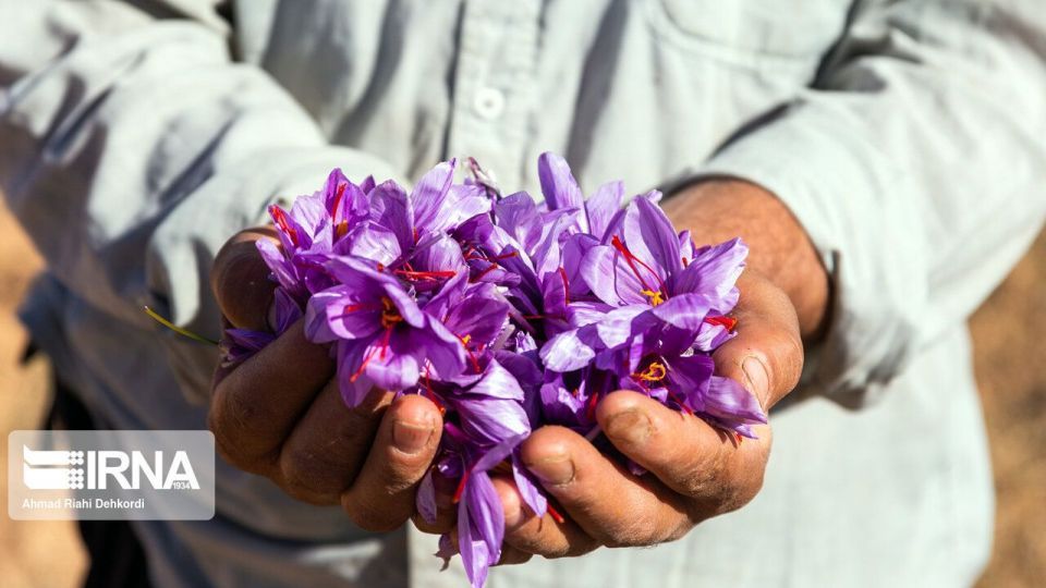 برداشت «طلای سرخ» از مزارع چهارمحال و بختیاری برداشت «طلای سرخ» از مزارع چهارمحال و بختیاری