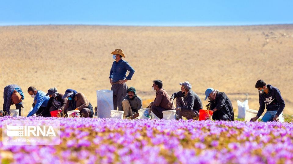 برداشت «طلای سرخ» از مزارع چهارمحال و بختیاری برداشت «طلای سرخ» از مزارع چهارمحال و بختیاری