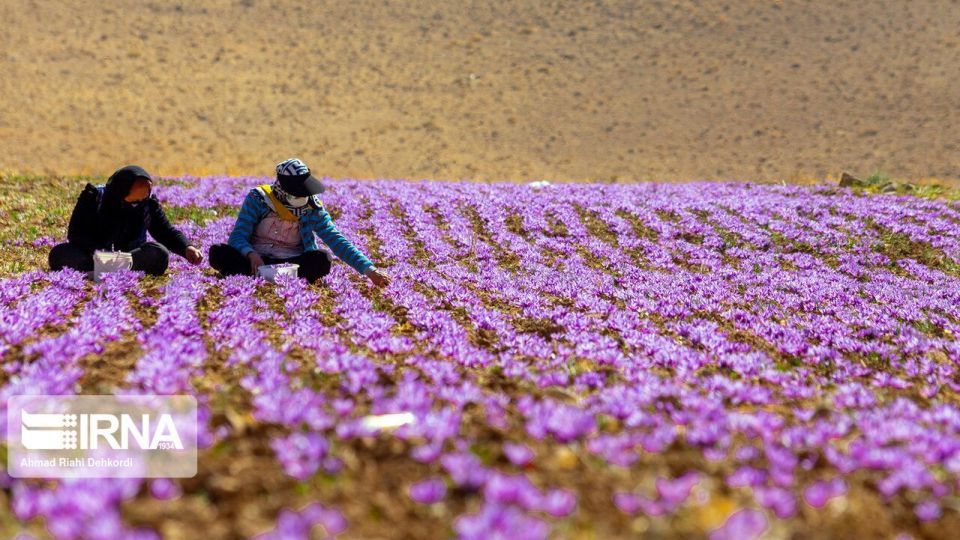 برداشت «طلای سرخ» از مزارع چهارمحال و بختیاری برداشت «طلای سرخ» از مزارع چهارمحال و بختیاری