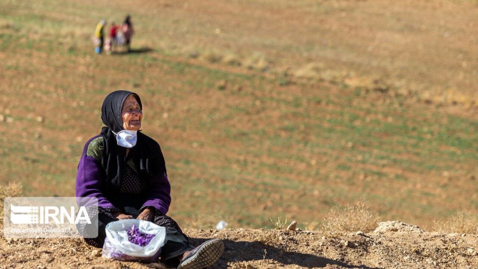 برداشت «طلای سرخ» از مزارع چهارمحال و بختیاری برداشت «طلای سرخ» از مزارع چهارمحال و بختیاری