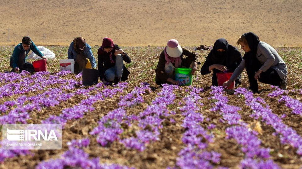 برداشت «طلای سرخ» از مزارع چهارمحال و بختیاری برداشت «طلای سرخ» از مزارع چهارمحال و بختیاری