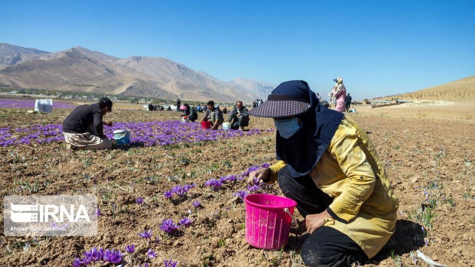 برداشت «طلای سرخ» از مزارع چهارمحال و بختیاری برداشت «طلای سرخ» از مزارع چهارمحال و بختیاری