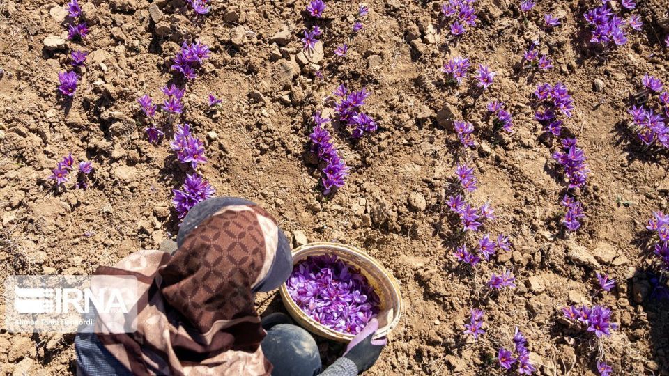 برداشت «طلای سرخ» از مزارع چهارمحال و بختیاری برداشت «طلای سرخ» از مزارع چهارمحال و بختیاری