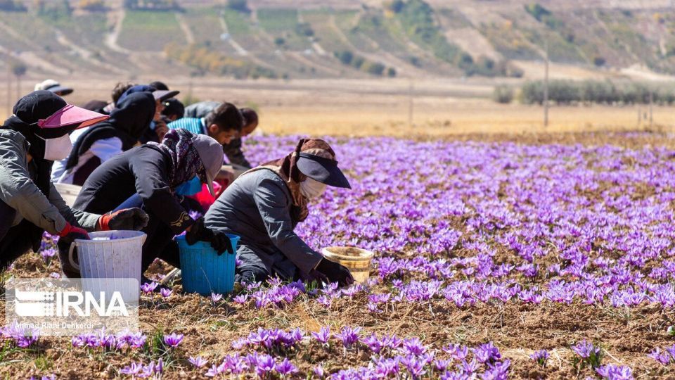 برداشت «طلای سرخ» از مزارع چهارمحال و بختیاری برداشت «طلای سرخ» از مزارع چهارمحال و بختیاری