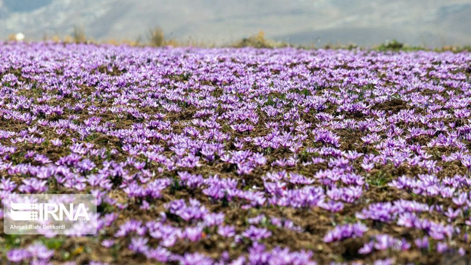 برداشت «طلای سرخ» از مزارع چهارمحال و بختیاری برداشت «طلای سرخ» از مزارع چهارمحال و بختیاری