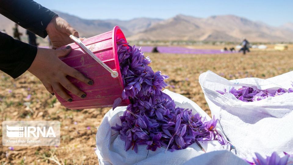 برداشت «طلای سرخ» از مزارع چهارمحال و بختیاری برداشت «طلای سرخ» از مزارع چهارمحال و بختیاری
