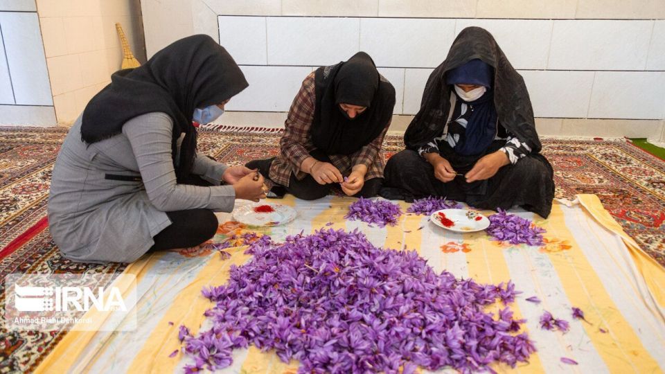 برداشت «طلای سرخ» از مزارع چهارمحال و بختیاری برداشت «طلای سرخ» از مزارع چهارمحال و بختیاری