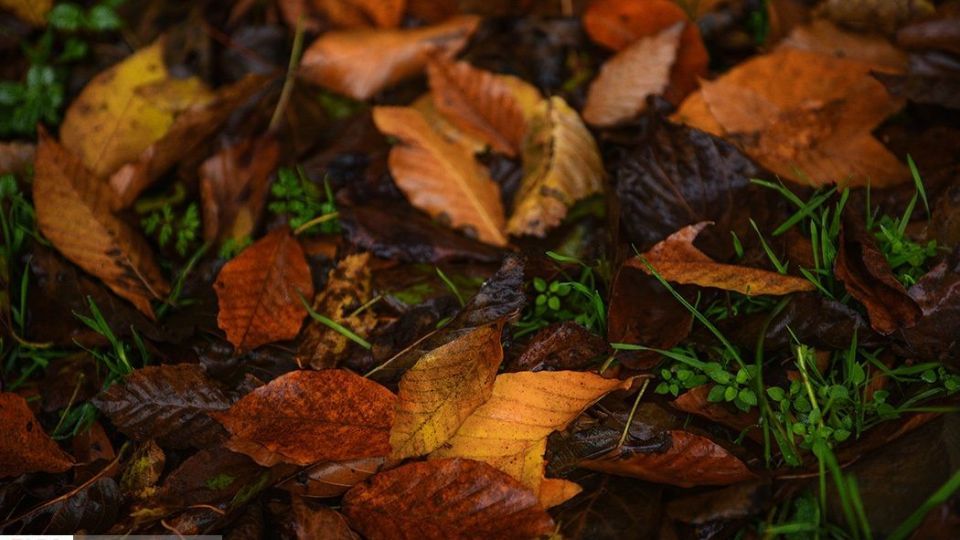 آخرین نفسهای پاییز در مازندران آخرین نفسهای پاییز در مازندران