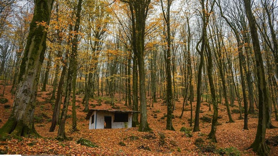 آخرین نفسهای پاییز در مازندران آخرین نفسهای پاییز در مازندران