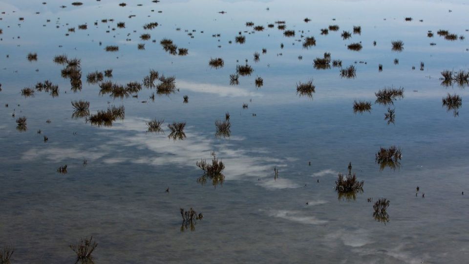 روز جهانی تالابها روز جهانی تالابها
