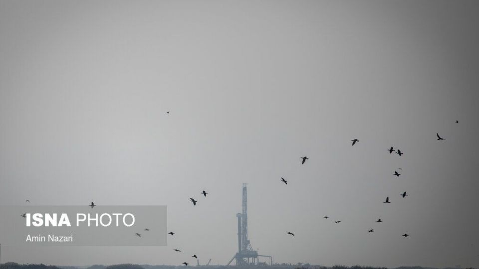 پرندگان تالاب «هورالعظیم» پرندگان تالاب «هورالعظیم»