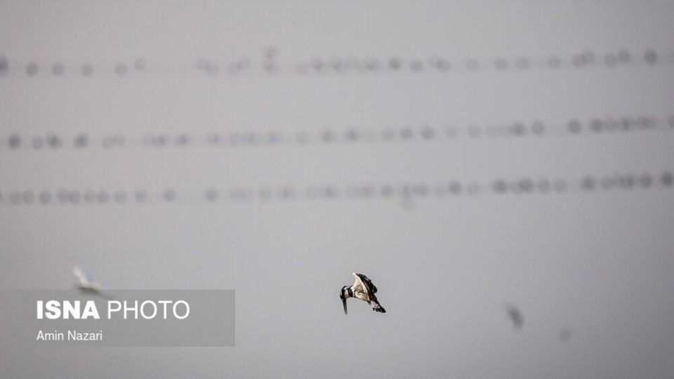 پرندگان تالاب «هورالعظیم» پرندگان تالاب «هورالعظیم»