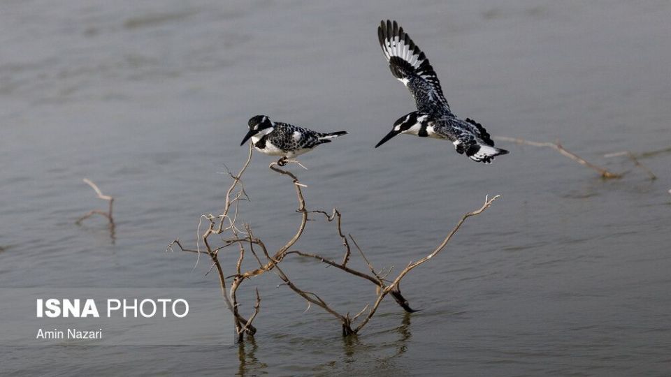پرندگان تالاب «هورالعظیم» پرندگان تالاب «هورالعظیم»