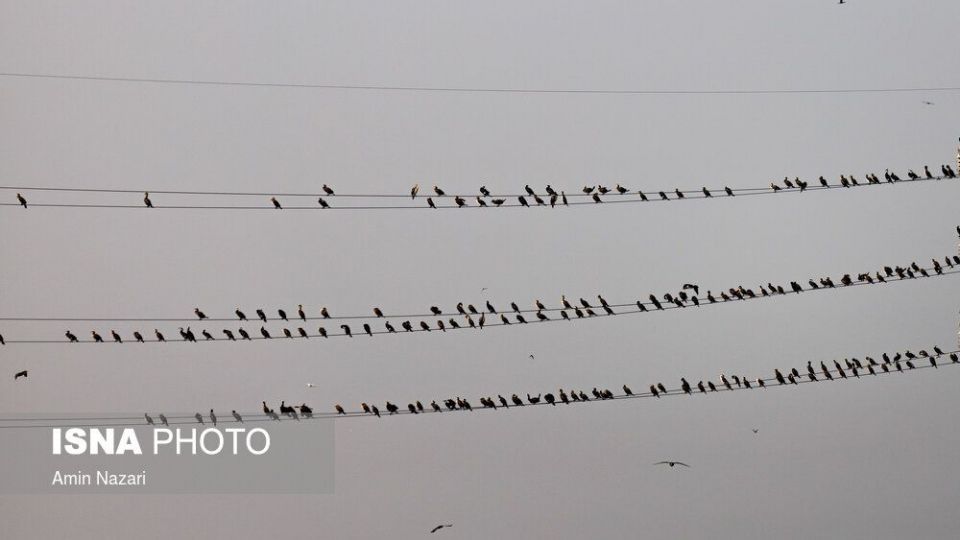 پرندگان تالاب «هورالعظیم» پرندگان تالاب «هورالعظیم»