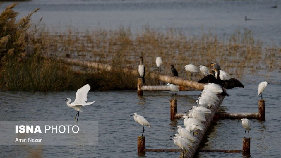 پرندگان تالاب «هورالعظیم» پرندگان تالاب «هورالعظیم»