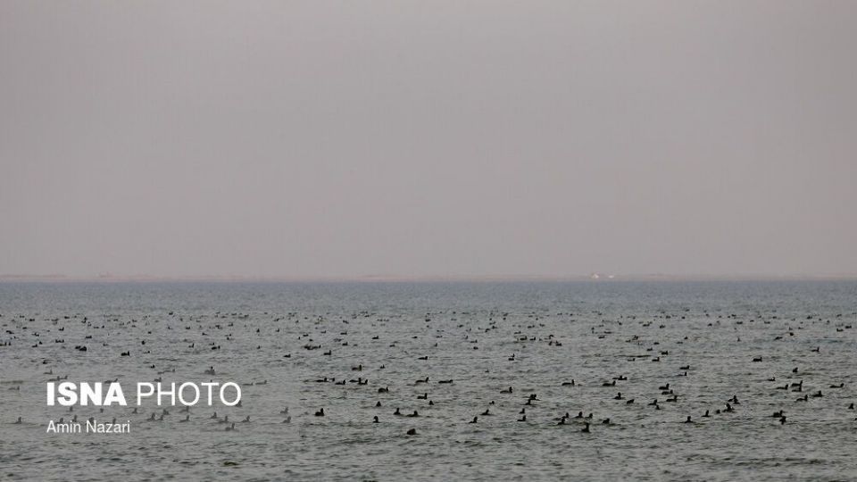 پرندگان تالاب «هورالعظیم» پرندگان تالاب «هورالعظیم»