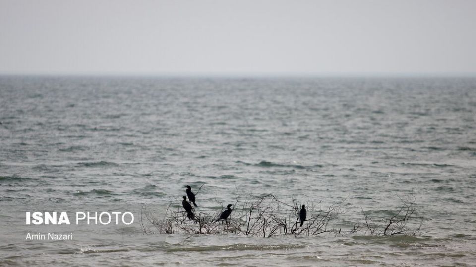 پرندگان تالاب «هورالعظیم» پرندگان تالاب «هورالعظیم»